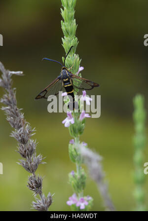 Clearwing moth specie in Monte Parnassus regione meridionale della Grecia continentale Foto Stock