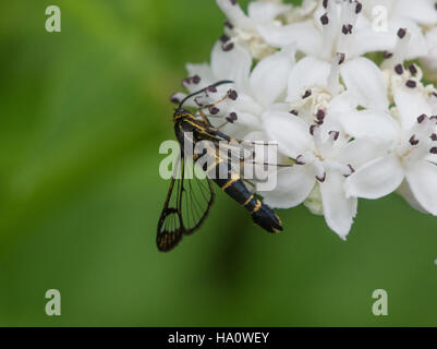 Clearwing moth specie in Monte Parnassus regione meridionale della Grecia continentale Foto Stock