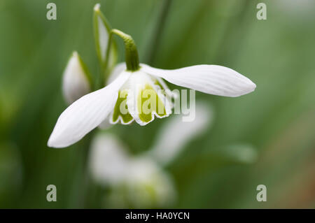 Galanthus Greatorex Foto Stock