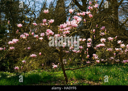 Magnolia denudata foreste rosa Foto Stock