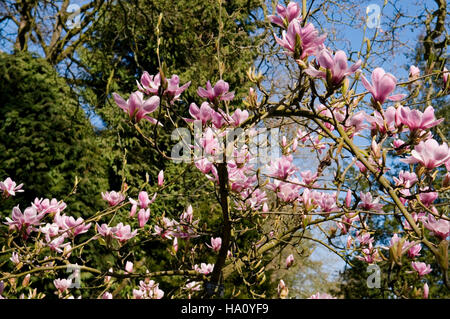 Magnolia denudata foreste rosa Foto Stock