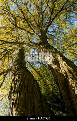 CERCIDIPHYLLUM JAPONICUM da guardare in alto Foto Stock