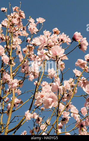 MAGNOLIA X VEITCHII PETER VEITCHII fiori insieme contro il cielo blu Foto Stock