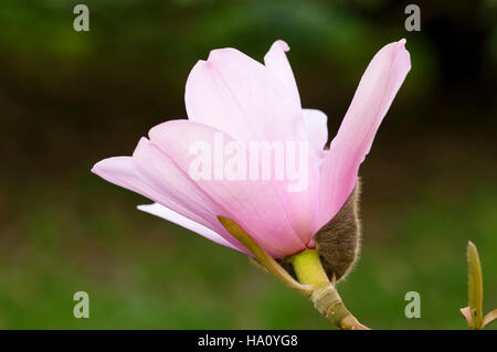 MAGNOLIA CAMPBELLII MOLLICOMATA CLOSE UP Foto Stock