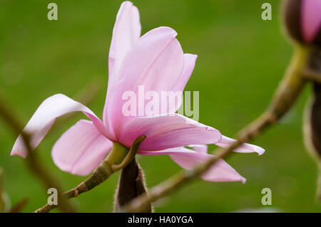 MAGNOLIA CAMPBELLII MOLLICOMATA CLOSE UP Foto Stock