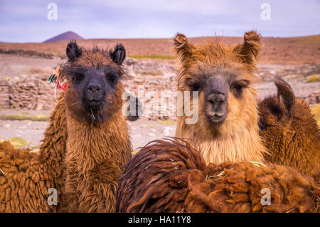 Brown lama allevamento di alpaca Foto Stock