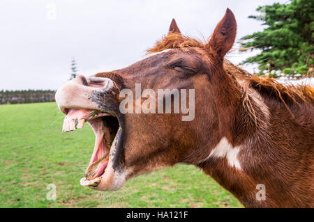 Funny sbadigli cavallo ritratto Foto Stock