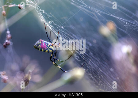 Nephila clavata spider di Sapa, il Vietnam Asia Foto Stock