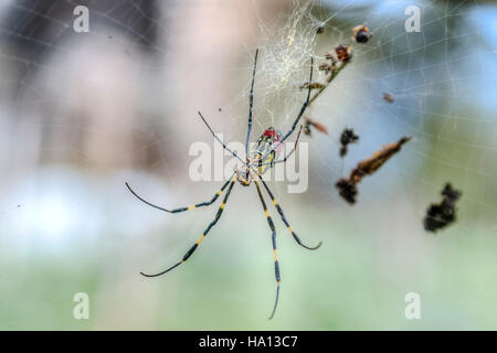 Nephila clavata spider di Sapa, il Vietnam Asia Foto Stock