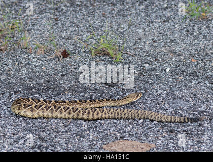 Rattlesnake su roccia strisciare via dopo un pasto pomeridiano Foto Stock