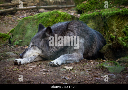 Lupo di sonno Foto Stock