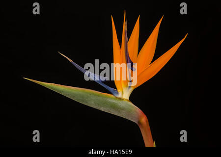 Uccello del Paradiso fiore, strelitzie, della famiglia Strelitziaceae, su uno sfondo di colore nero. Foto Stock