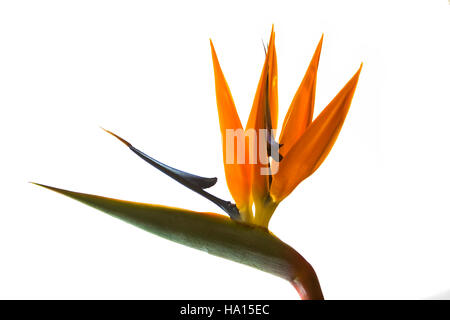 Uccello del Paradiso fiore, strelitzie, della famiglia Strelitziaceae, su sfondo bianco. Foto Stock
