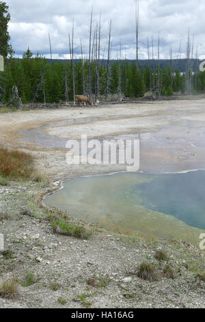 20672763361 yellowstonenps Cow elk a West Thumb Geyser Basin Foto Stock