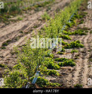 Un piano di conservazione sviluppato dalla NRCS dell'USDA a Livingston si concentra sulle colture di copertura e sui metodi di microirrigazione, come gli emettitori interrati, per migliorare la salute del suolo e aumentare la resa nella coltivazione delle mandorle attraverso pratiche sostenibili e il programma di incentivi per la qualità ambientale (EQIP). Foto Stock