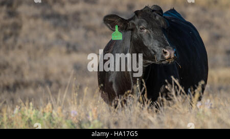 Il programma di incentivi per la qualità ambientale (EQIP) nella contea di Contra Costa sostiene l'agricoltura sostenibile attraverso la pianificazione della conservazione. Questa iniziativa prevede finanziamenti per sistemi alimentati a energia solare, conservazione dell'acqua e gestione del bestiame per migliorare le risorse terrestri e idriche. Foto Stock