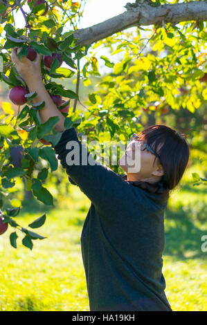 Questa foto cattura una donna che raccoglie mele, sottolineando il legame tra agricoltura, produzione alimentare e natura. Sottolinea il ruolo dell'USDA nel sostenere le pratiche agricole e promuovere un'agricoltura sostenibile. Foto Stock