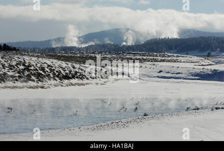Cigni e oche nella Hayden Valley presso il parco nazionale di Yellowstone forniscono informazioni chiave sugli habitat degli uccelli acquatici, offrendo un'occhiata alle popolazioni di uccelli del parco e ai loro ruoli ecologici. Foto Stock