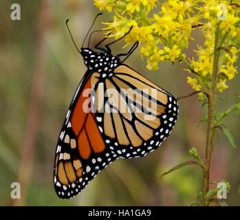 Una farfalla monarca poggia su un fiore in un ambiente naturale. Questa immagine mette in risalto le distintive ali ali arancioni e nere della farfalla mentre è arroccata sulla fioritura. La farfalla è una specie iconica nota per le sue lunghe migrazioni ed è spesso associata a vari studi ambientali. Svolge un ruolo importante nell'impollinazione, contribuendo alla biodiversità degli ecosistemi. Foto Stock