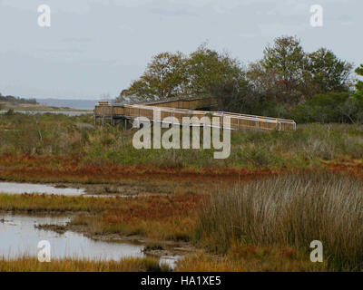 Life of the Marsh Trail nel Parco Nazionale di Assateague offre ai visitatori una vista panoramica di diversi ecosistemi, tra cui zone umide, paludi costiere e habitat naturali, con opportunità di educazione ambientale e attività ricreative all'aperto. Foto Stock