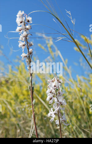 5880919637 badlandsnationalpark Beardtongue e ago e filo erba Foto Stock