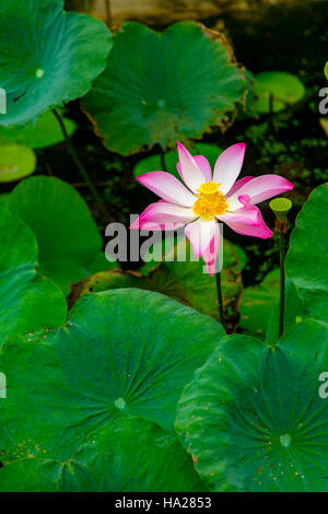 Bocciolo di Loto Fiore, Ving Pagoda Trang, Vietnam Asia Foto Stock