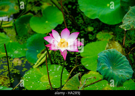 Bocciolo di Loto Fiore, Ving Pagoda Trang, Vietnam Asia Foto Stock