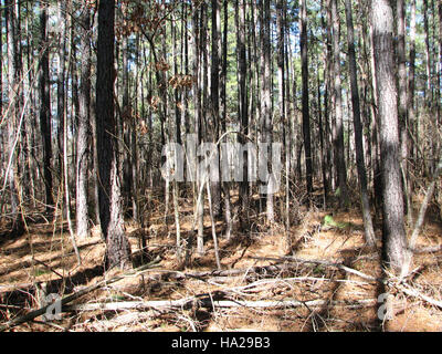 Il Congaree National Park, situato nella Carolina del Sud, è noto per la sua ricca biodiversità e per i significativi paesaggi naturali. Il parco conserva uno dei più grandi tratti di foresta di latifoglie del fondo degli Stati Uniti. Offre opportunità per escursioni, osservazione della fauna selvatica e ricerca ambientale, giocando un ruolo fondamentale negli sforzi di conservazione. Foto Stock