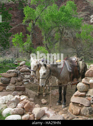 L'immagine mostra il Phantom Ranch nel Grand Canyon con i muli nel corral, sottolineando la ricca storia del parco, i metodi di trasporto e il collegamento con l'ambiente naturale. Foto Stock
