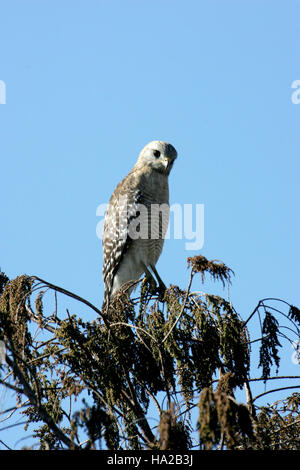 Il Falco dalle spalle rosse, catturato in questa fotografia da R. Cammauf, è un raptor comune che si trova nelle Everglades. L'immagine mostra il caratteristico piumaggio e il comportamento predatorio dell'uccello nel suo habitat naturale. Foto Stock