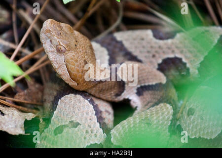 Il Parco Nazionale di Congaree, noto per la sua biodiversità e la ricca storia naturale, è un'area essenziale di conservazione. Questo parco conserva la bellezza naturale della palude di Congaree e offre uno scorcio sulla ricca storia ecologica della regione. Foto Stock