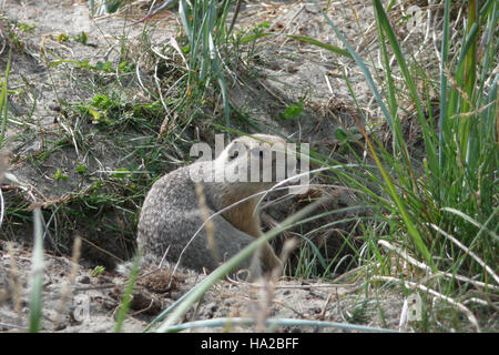 Questa immagine raffigura il Bering Land Bridge, un collegamento critico tra Asia e Nord America, con uno scoiattolo di terra artica in primo piano, che mette in evidenza l'ecosistema unico dell'area. Foto Stock