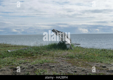 Il Bering Land Bridge, che un tempo collegava l'Asia e il Nord America, è un sito di notevole importanza archeologica. Le ossa di balena trovate lungo la sua costa forniscono preziose informazioni sugli antichi ecosistemi e sui primi modelli di migrazione umana durante l'ultima era glaciale, rivelando l'ambiente e la vita marina incontrati dai primi esseri umani che attraversano il ponte di terra. Foto Stock