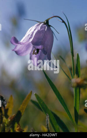 Olympic Harebell bluebell della Scozia insetto fiore Foto Stock