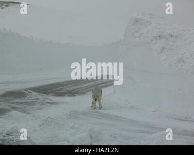 Un coyote è avvistato al Grizzly Overlook nel parco nazionale di Yellowstone. Il parco è un habitat chiave per una varietà di fauna selvatica, con coyote che sono una vista comune, spesso visto nei diversi ecosistemi del parco. Foto Stock