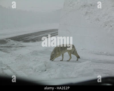 Un coyote osservato a Grizzly Overlook nel parco nazionale di Yellowstone. L'immagine cattura il comportamento naturale del coyote nel suo habitat, riflettendo il ruolo del parco nella protezione della fauna selvatica e degli ecosistemi. Foto Stock