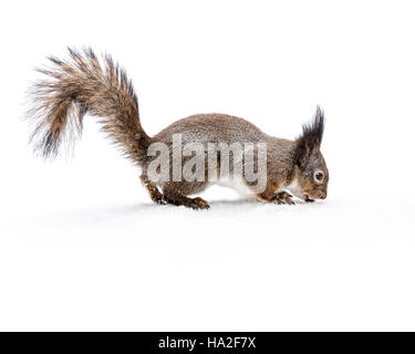 Grigio piccolo scoiattolo con soffici coda sul terreno nevoso di mangiare il dado Foto Stock