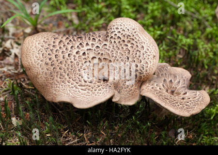 Rosolare i funghi commestibili (Sarcodon imbricatus) nella foresta Foto Stock