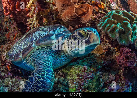 Tartaruga di mare si appoggia all'interno di un grande elefante spugna orecchio sulla ripida parete corallina.