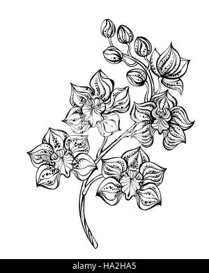 Artisticamente dipinte, contorno, Orchidea nera su sfondo bianco. Design con orchidee. Lo stile di tatuaggio. Dotwork. Illustrazione Vettoriale