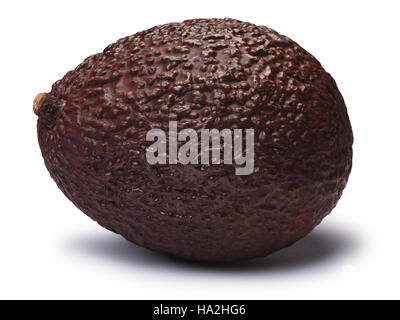 Tutto il marrone o Hass Bilse avocado, (Persea americana). I tracciati di ritaglio, shadow separati Foto Stock