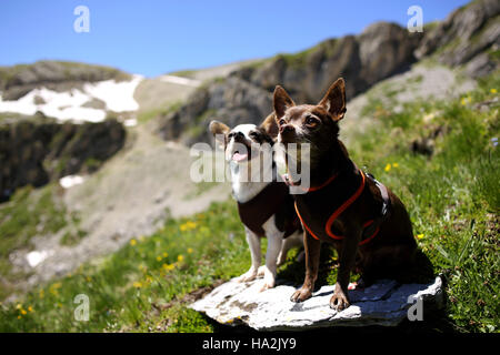 Due Chihuahua cani seduto su una roccia, Svizzera Foto Stock