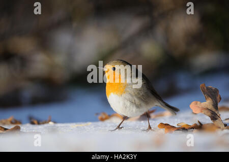 Unione Robin (Erithacus rubecula) svernamento nel parco della città. Mosca, Russia Foto Stock