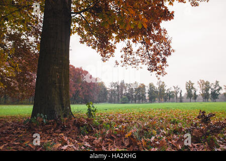 Foglie colorate e alberi in un parco in autunno Foto Stock