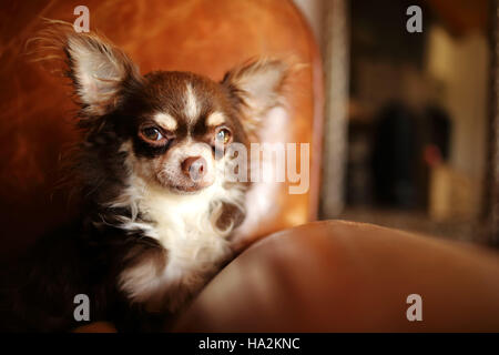Longcoat Chihuahua cane seduto in poltrona Foto Stock