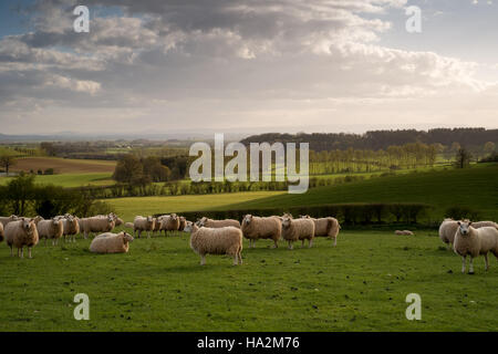 Cerca SW su campi e pecore al pascolo a Hereford ondulata campagna e il Brecon Beacons in lontananza. 2. Foto Stock