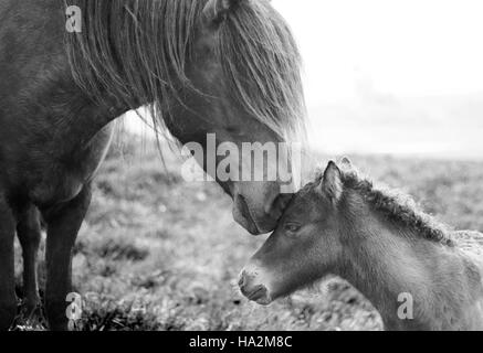 Islandese mare sfrigolante il suo nemico, Islanda Foto Stock