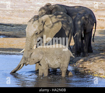 Tre gli elefanti di bere a waterhole, Botswana Foto Stock