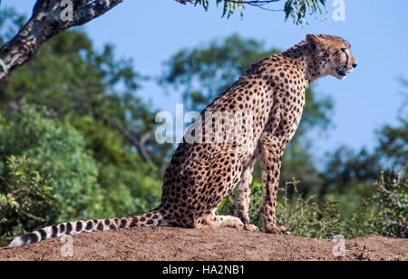 Ritratto di un ghepardo seduto su una roccia, Limpopo, Sud Africa Foto Stock