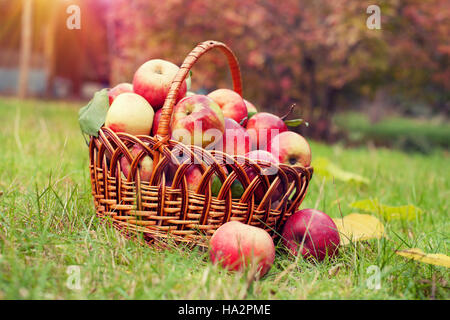 Cesto con mele biologiche sull'erba in autunno Orchard Foto Stock